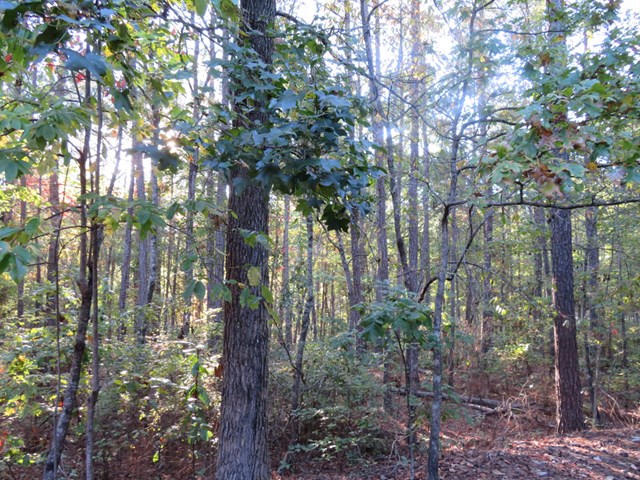 261 Mullins Road Hamilton, GA 31811 - Photo 41 of 45 Gallery Image 41