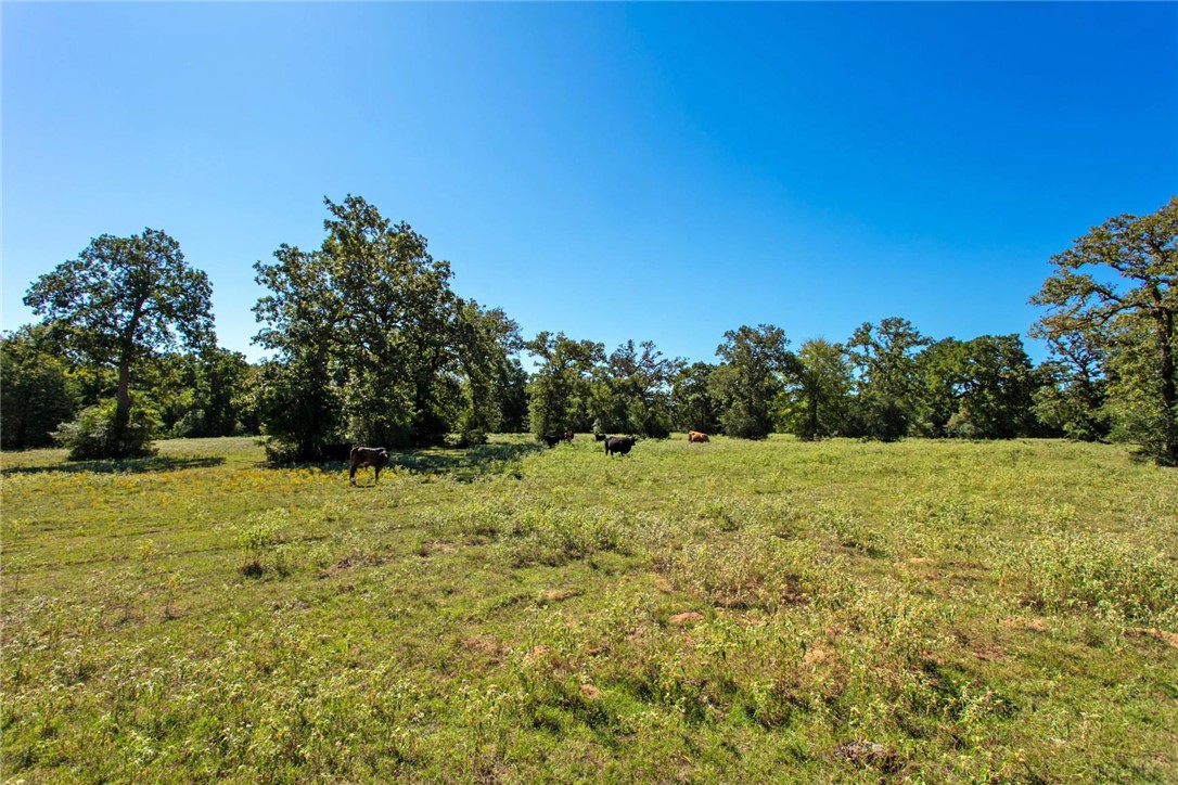 a view of a yard with an trees