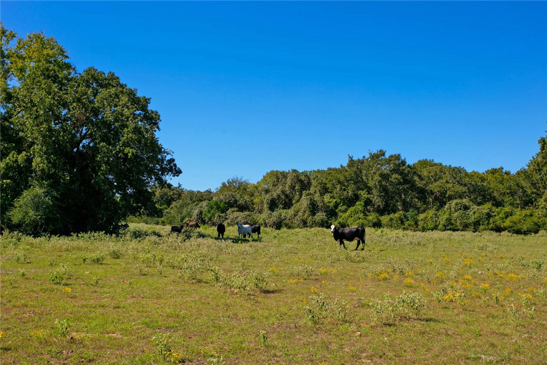 11041 Jackrabbit Lane Bryan, TX 77808 - Photo 17 of 47 a view of outdoor space with garden