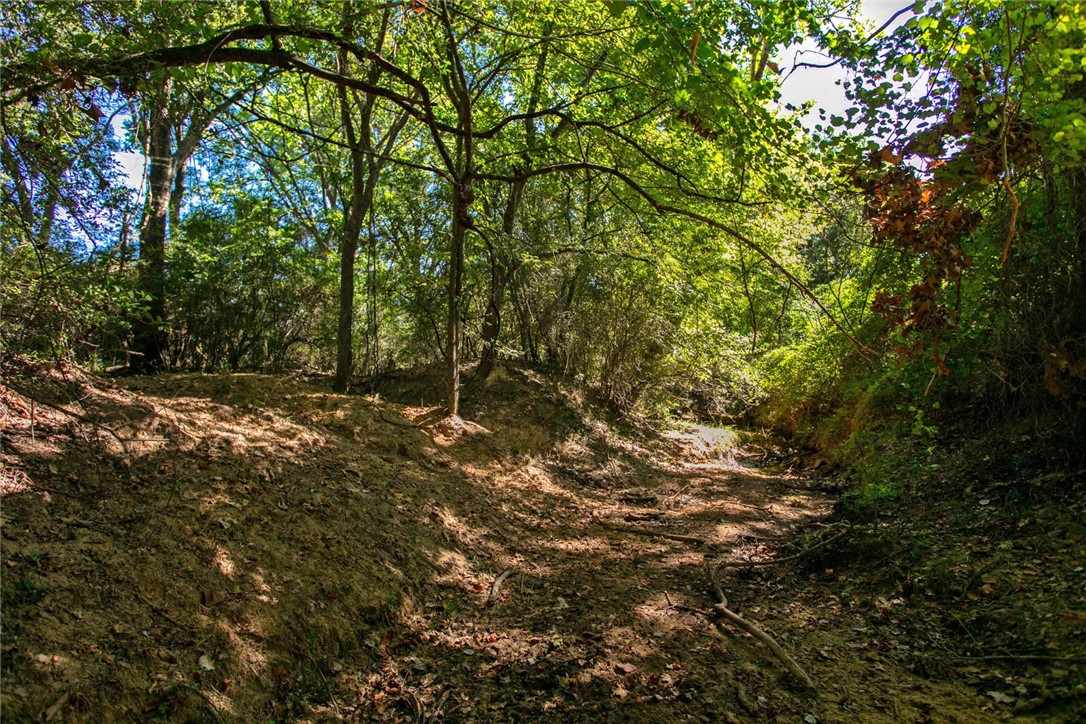 11041 Jackrabbit Lane Bryan, TX 77808 - Photo 18 of 47 a view of tree