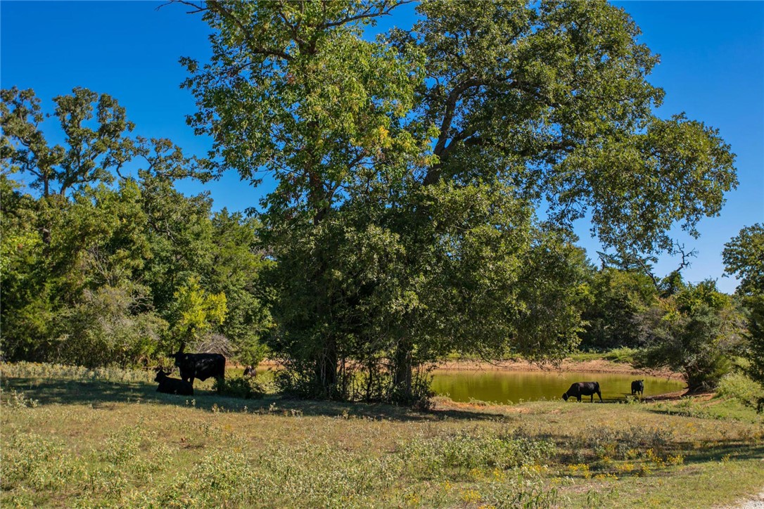 11041 Jackrabbit Lane Bryan, TX 77808 - Photo 2 of 47 a backyard of a house with lots of green space