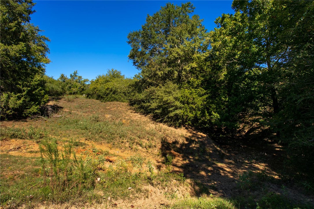 11041 Jackrabbit Lane Bryan, TX 77808 - Photo 25 of 47 a view of a tree with a yard