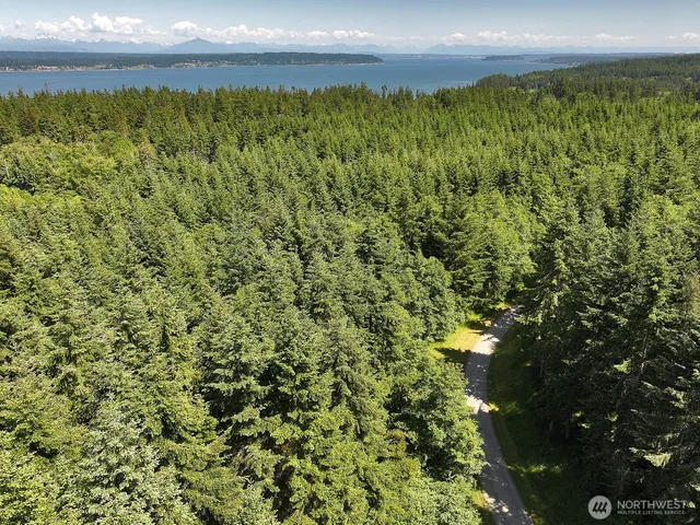 a view of a yard with plants and large trees
