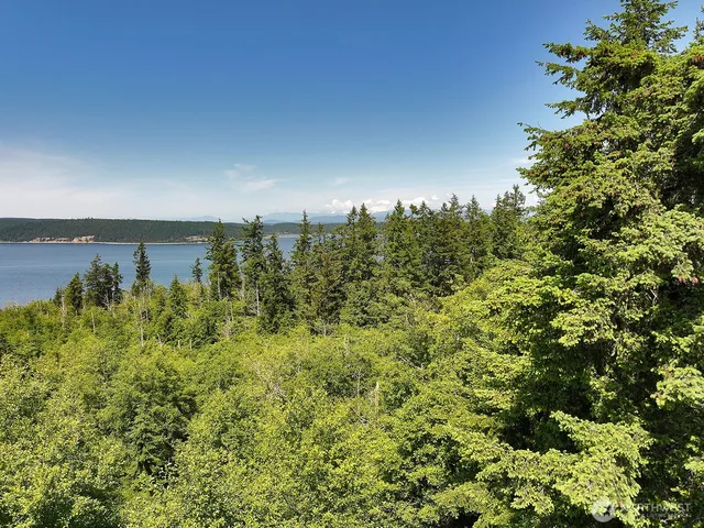 a view of a yard and an trees