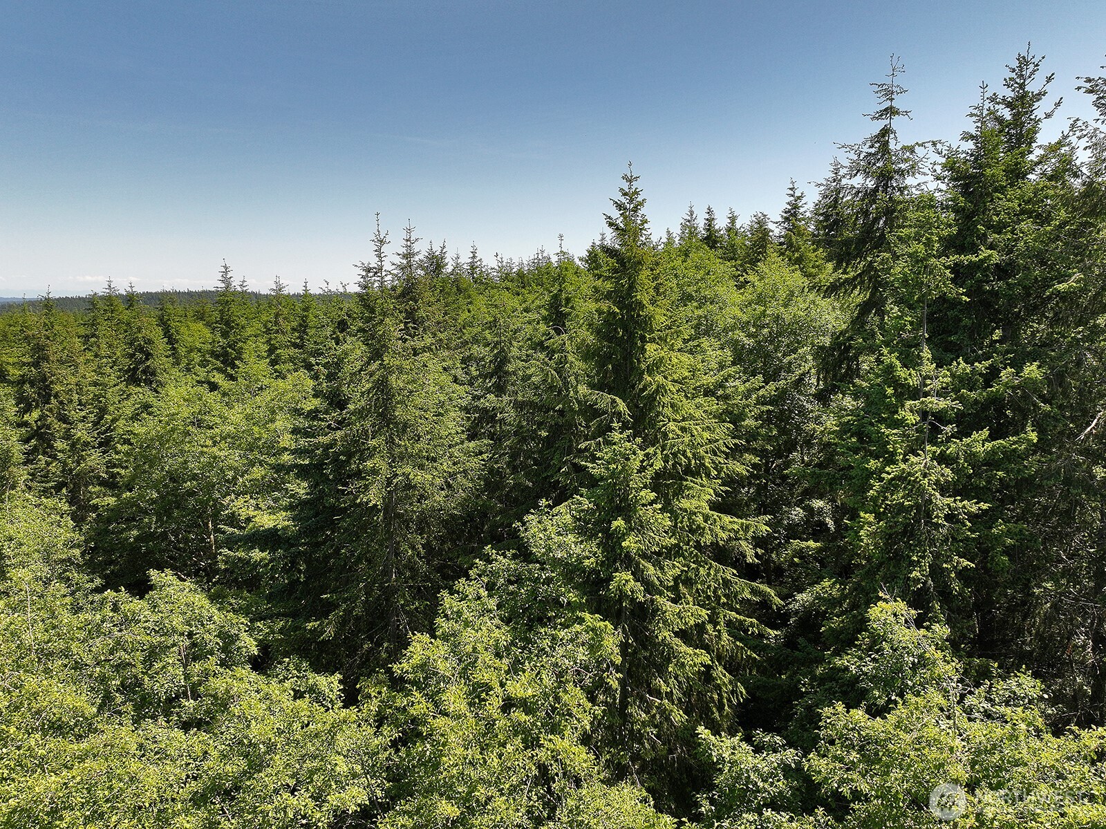 -xxx Xxx Saratoga Ridge Road Langley, WA 98260 - Photo 8 of 24 a view of a bunch of trees and bushes