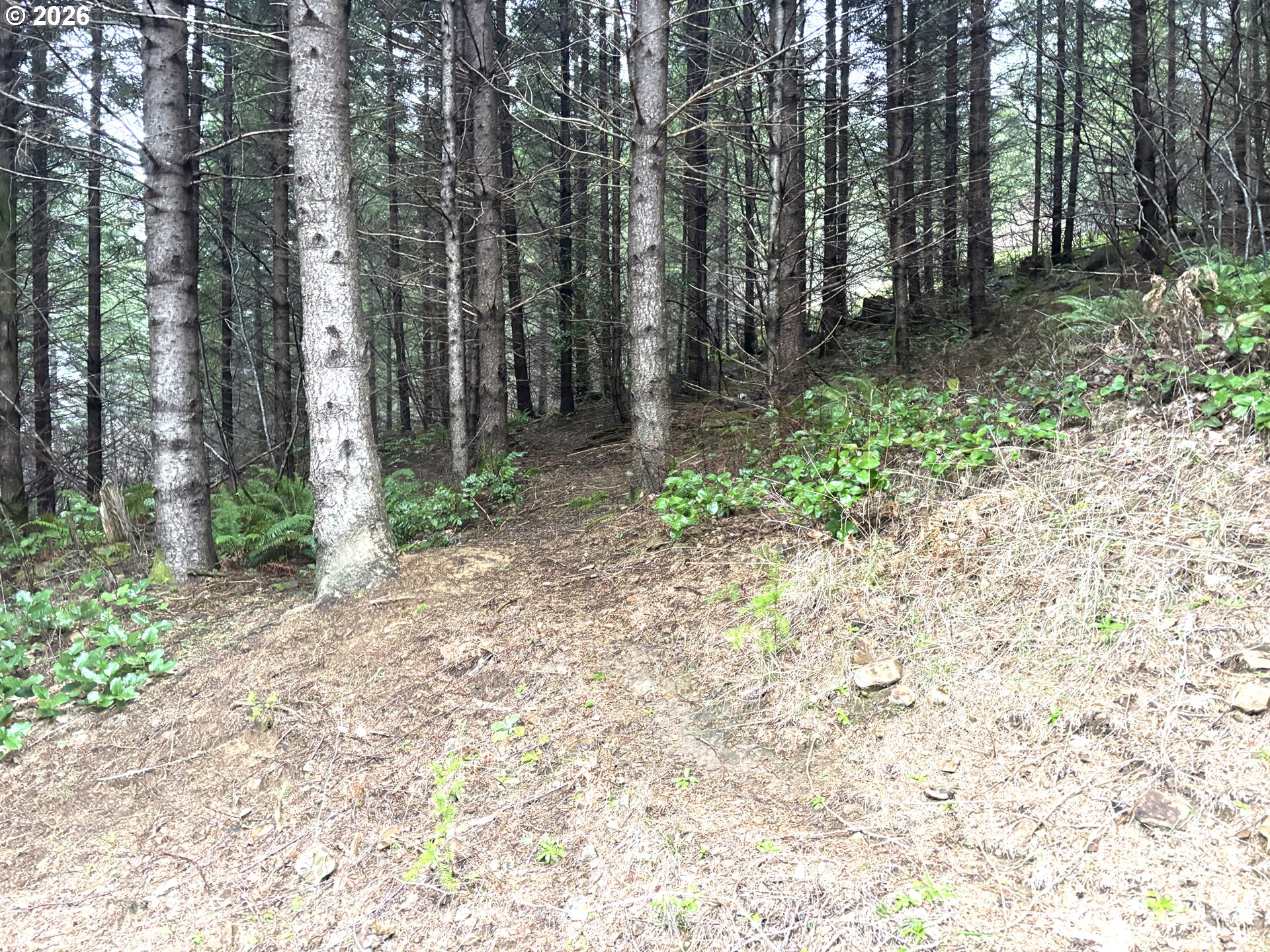 1844 Knights Bridge Road Amboy, WA 98601 - Photo 24 of 32