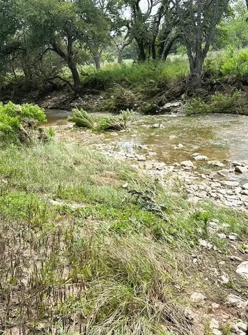 a view of a yard with plants and a large tree
