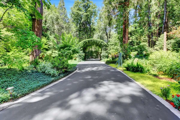 a view of a garden with plants and large trees