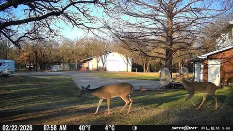 a view of yard with large trees