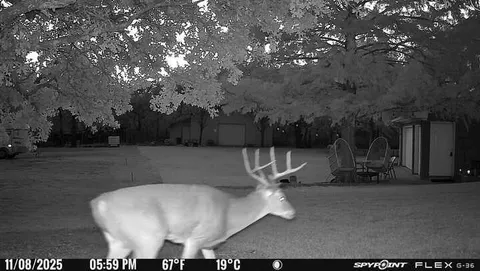 a view of yard with large trees