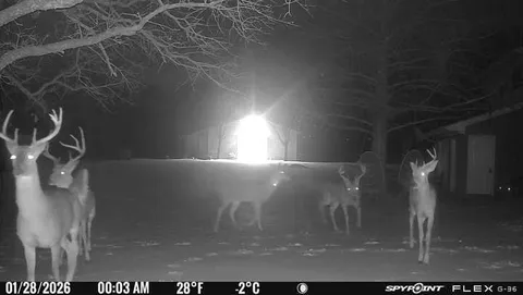 a view of yard with swimming pool and green space