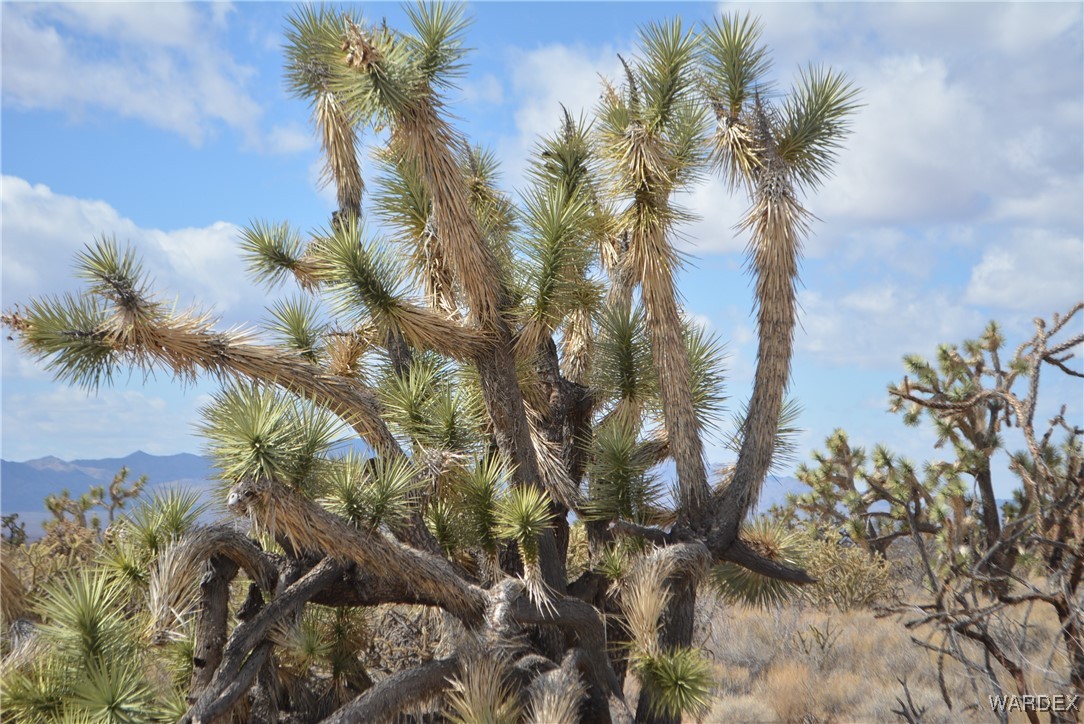 Lot 2664 South Rawhide Road Yucca, AZ 86438 - Photo 46 of 84 Other