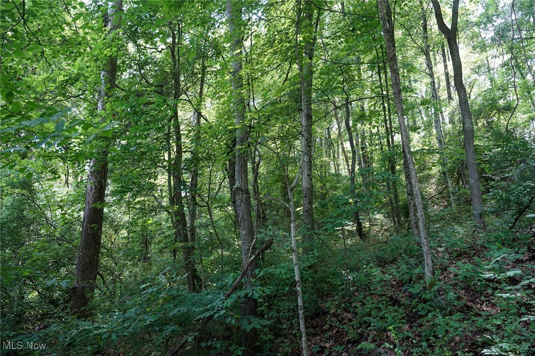 34799 Paw Road Lower Salem, OH 45745 - Photo 42 of 50 View of wooded area