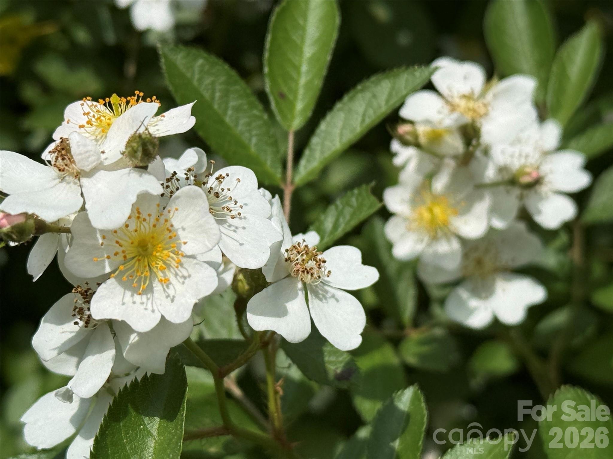 0 Kings Glen Road Old Fort, NC 28762 - Photo 24 of 47 a close up of a white flower in a garden