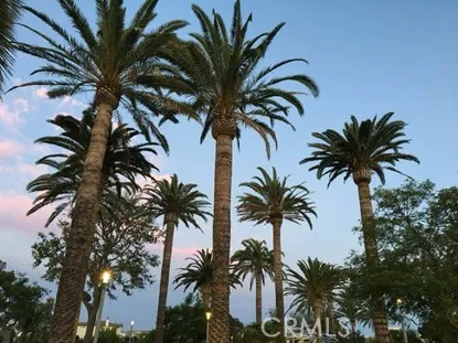 a view of a palm tree with a palm tree