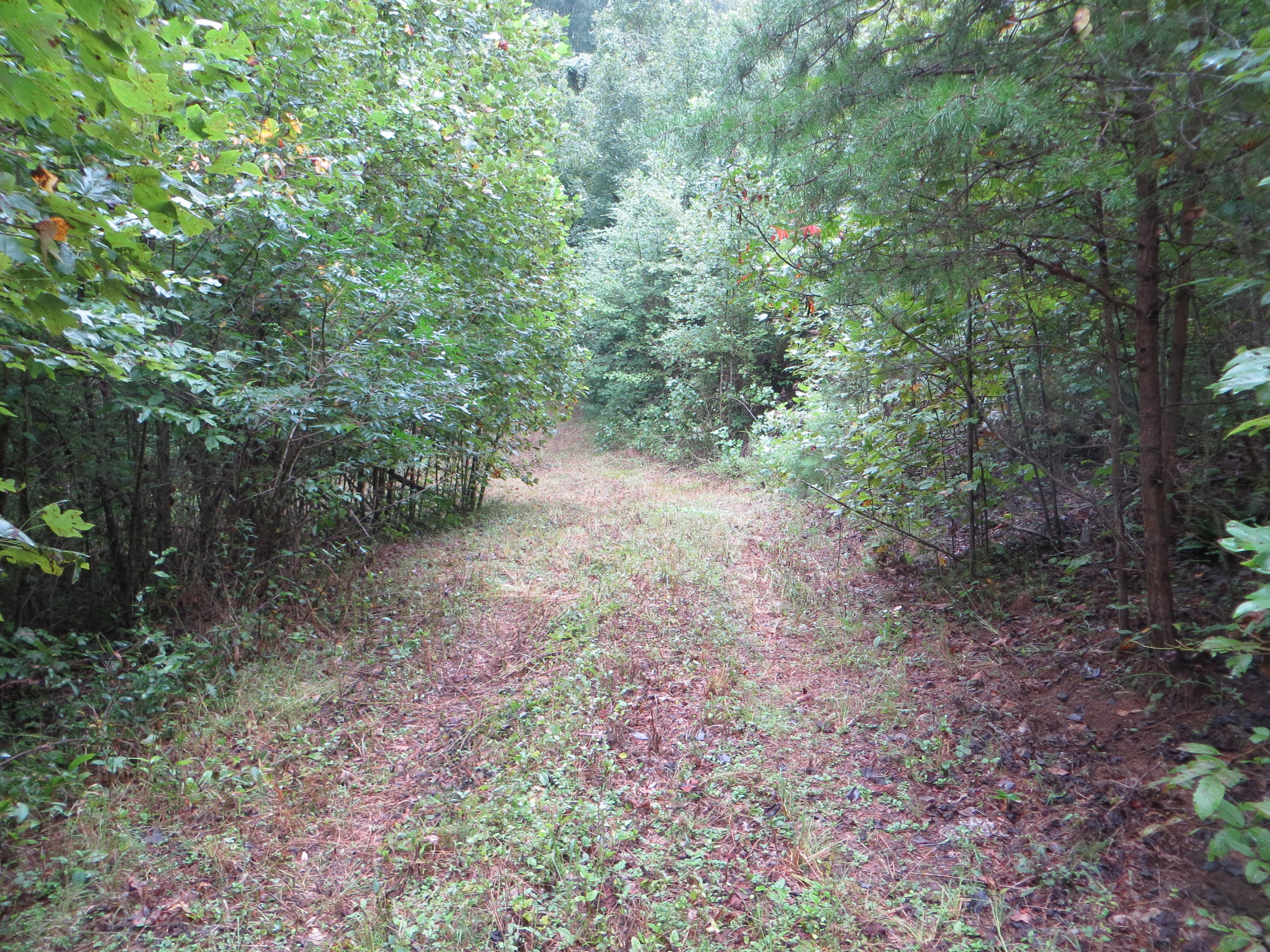 0 Simmons Cemetery Road Pikeville, TN 37367 - Photo 13 of 26 IMG_0007