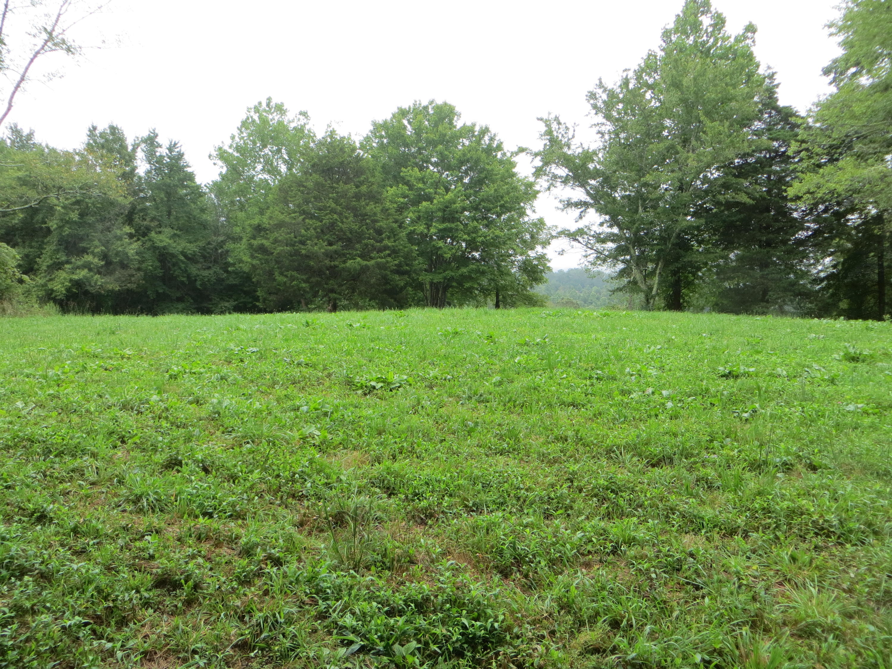 0 Simmons Cemetery Road Pikeville, TN 37367 - Photo 21 of 26 IMG_0014