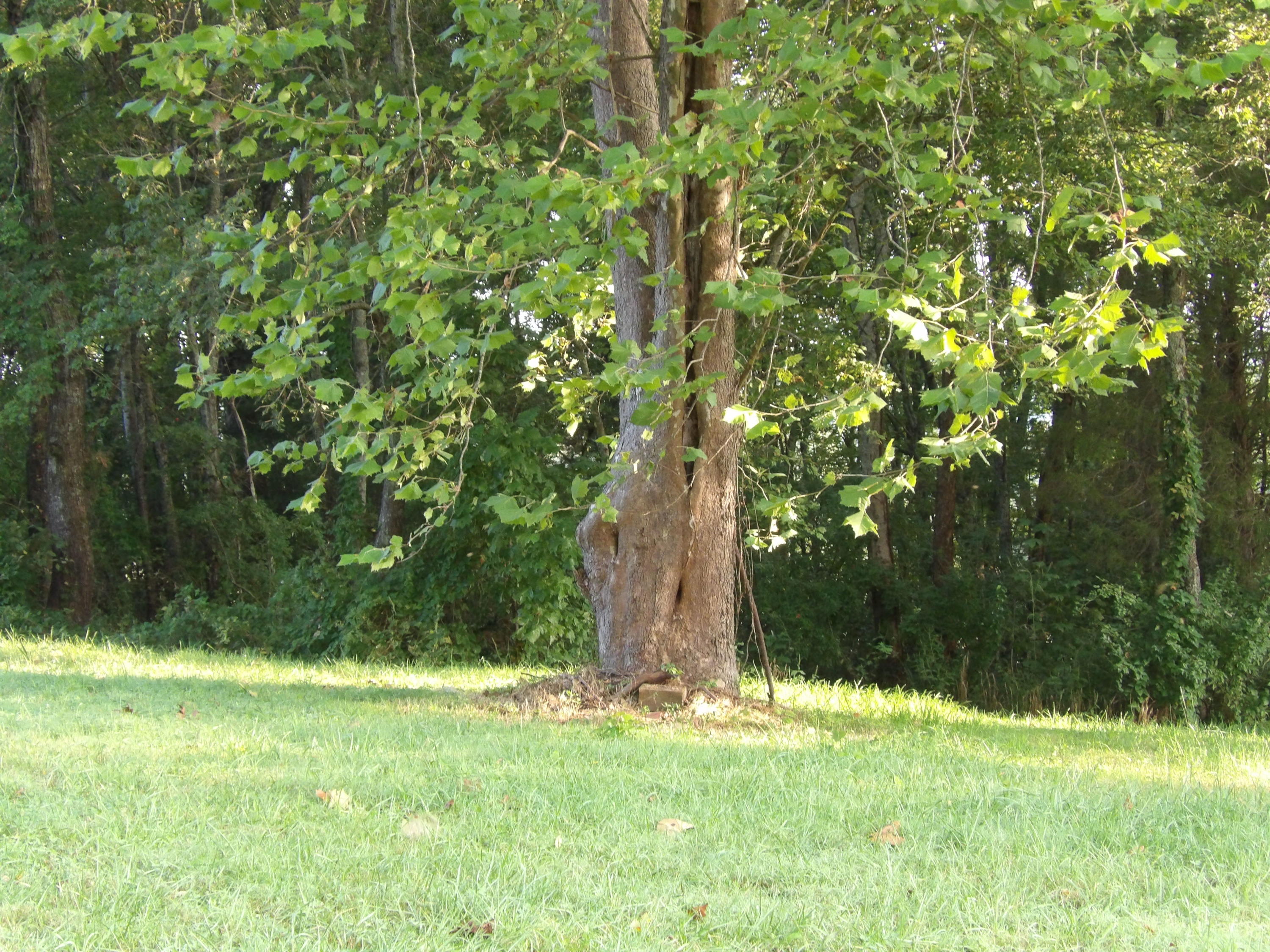 0 Simmons Cemetery Road Pikeville, TN 37367 - Photo 5 of 26 100_1432