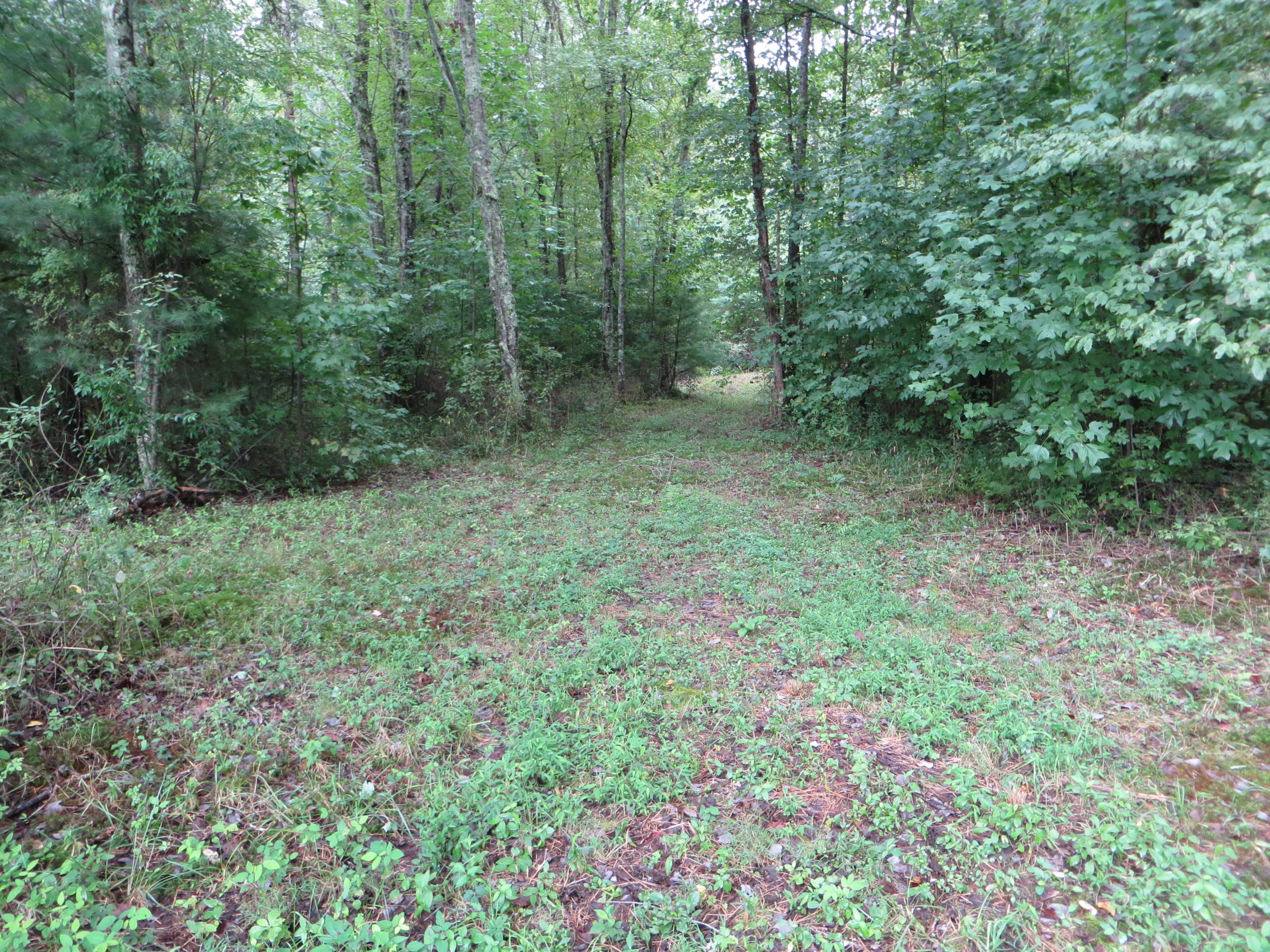 0 Simmons Cemetery Road Pikeville, TN 37367 - Photo 9 of 26 IMG_0004