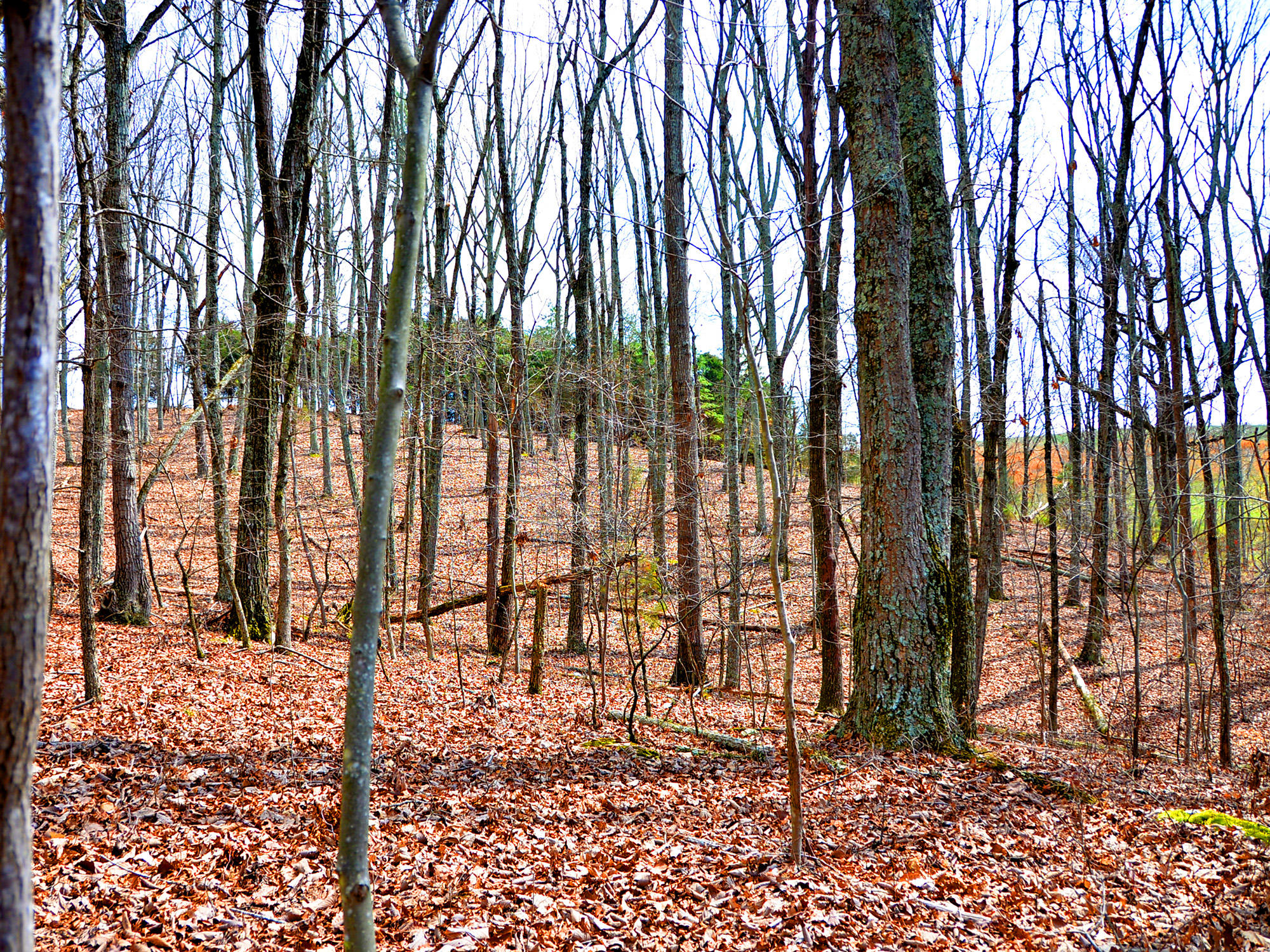 3250 Grimes Road Loudon, TN 37774 - Photo 11 of 18 Grimes Road 8