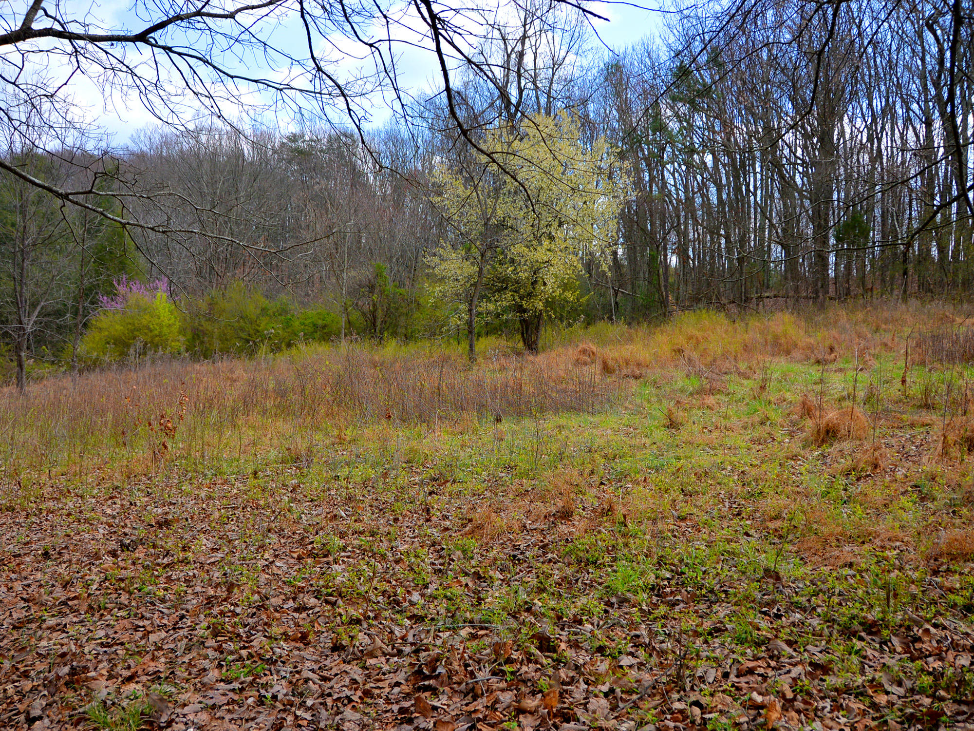 3250 Grimes Road Loudon, TN 37774 - Photo 7 of 18 Grimes Road 5