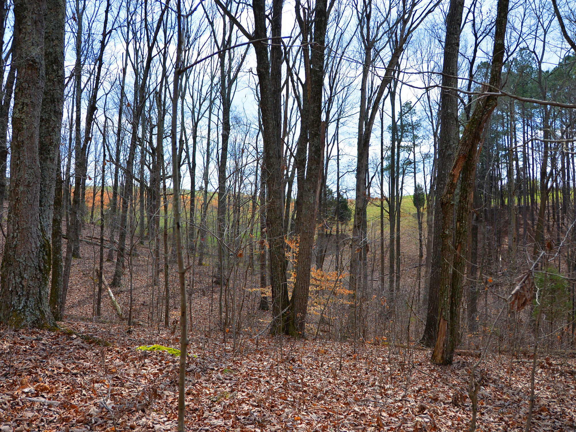 3250 Grimes Road Loudon, TN 37774 - Photo 10 of 18 Grimes Road 10