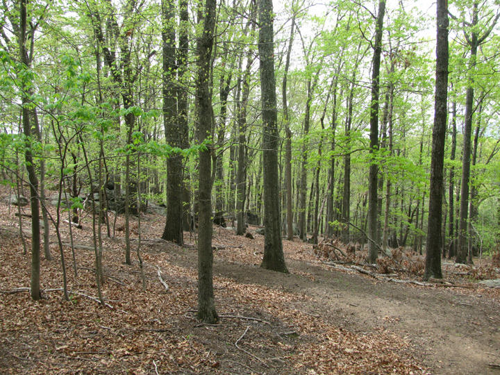 2741 Highland Road Roanoke, VA 24014 - Photo 14 of 28 a view of outdoor space with lots of trees