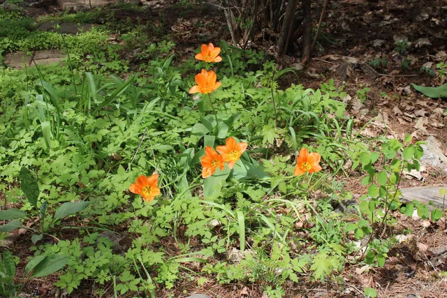 $875,000 | 1021 Claypit Road, Troy, ID 83871