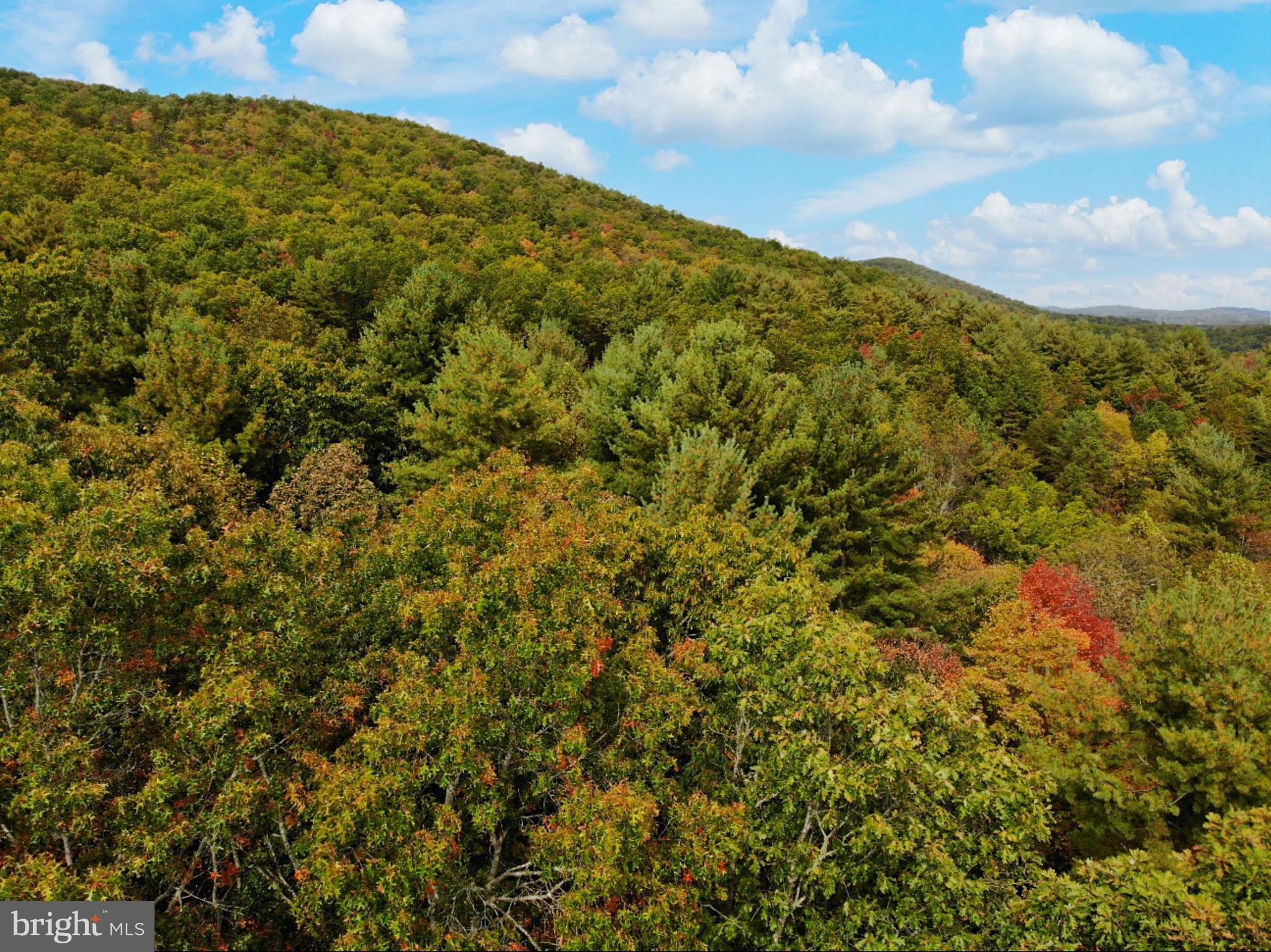 0 Higgs Road Northeast Willis, VA 24380 - Photo 13 of 29 a view of a large trees with plants in front of it