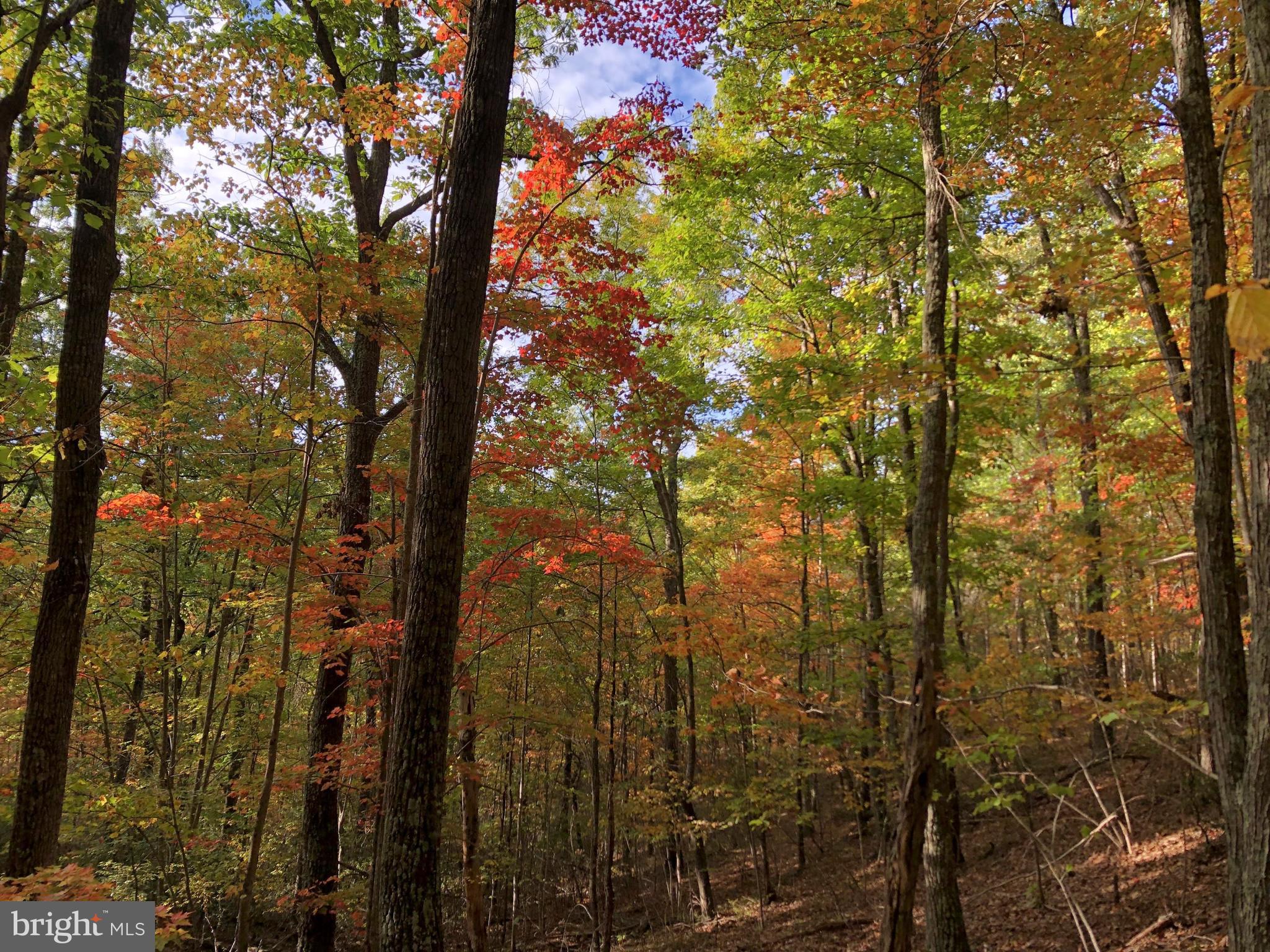 0 Higgs Road Northeast Willis, VA 24380 - Photo 16 of 29 a view of a yard
