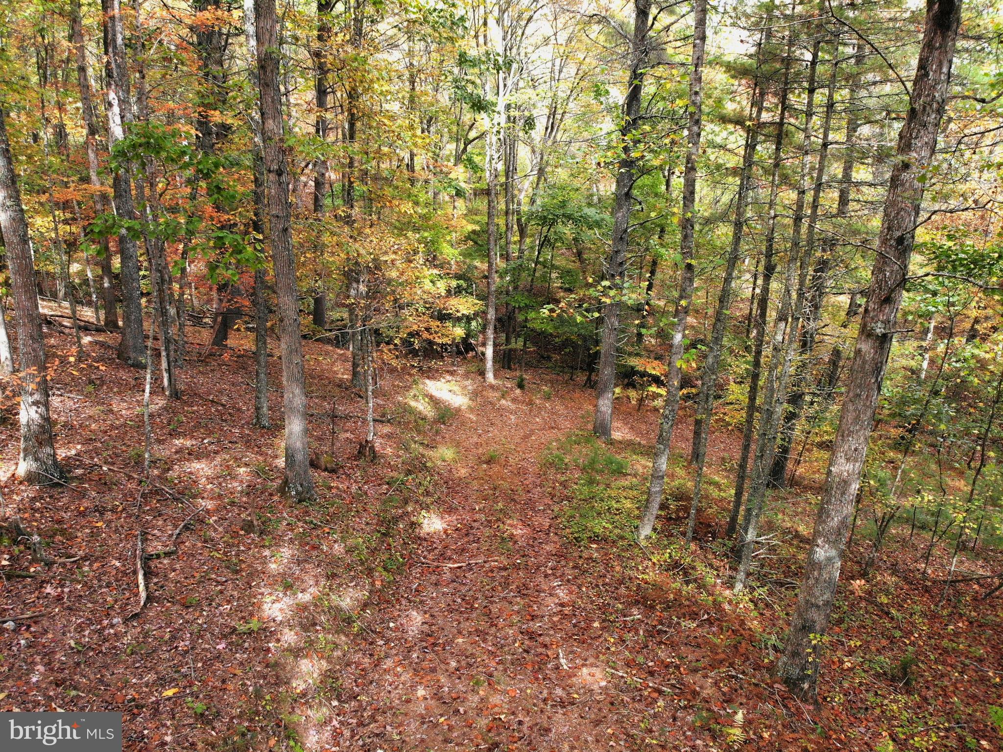0 Higgs Road Northeast Willis, VA 24380 - Photo 20 of 29 a view of a yard with large trees