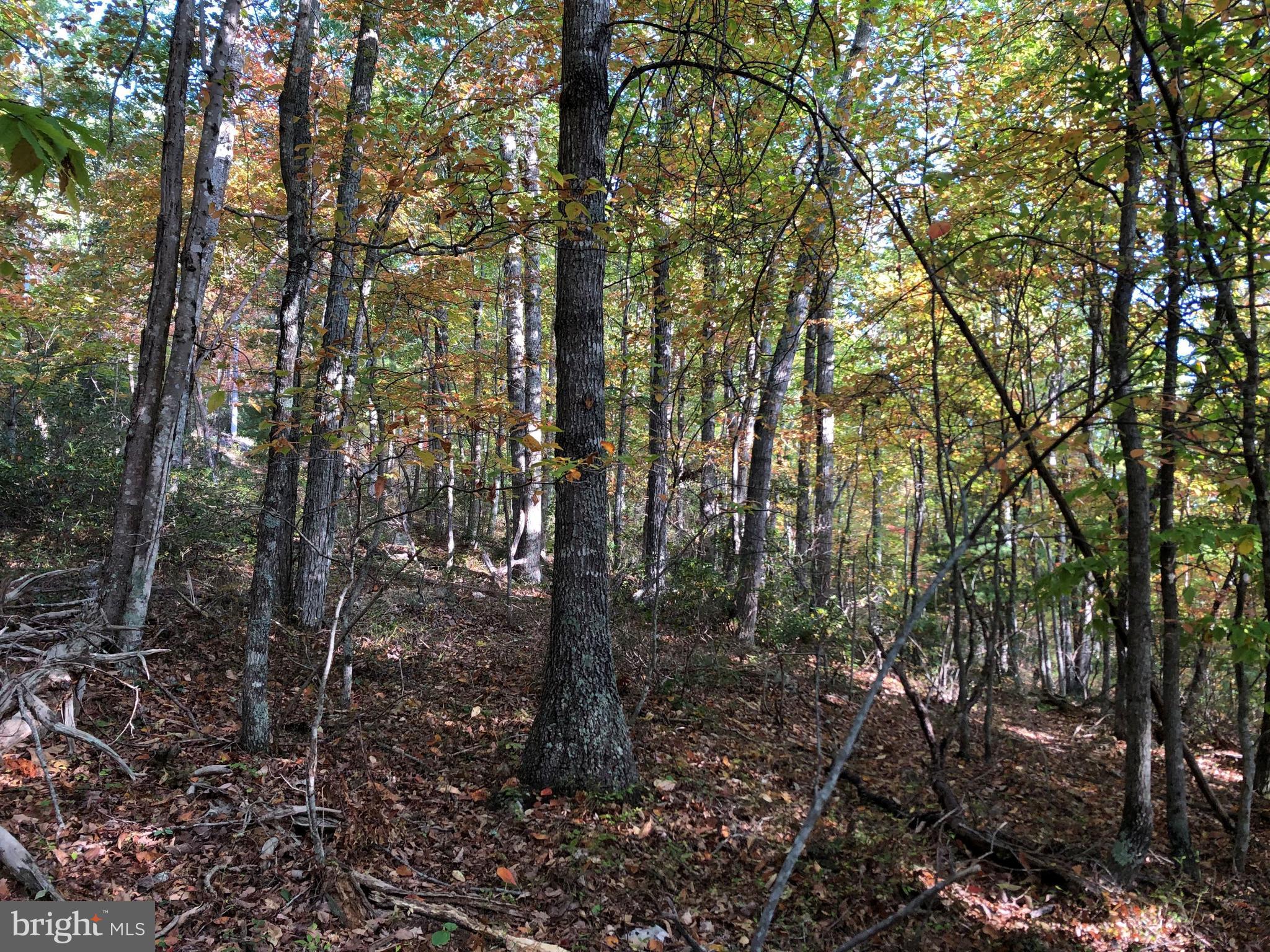 0 Higgs Road Northeast Willis, VA 24380 - Photo 21 of 29 a view of forest