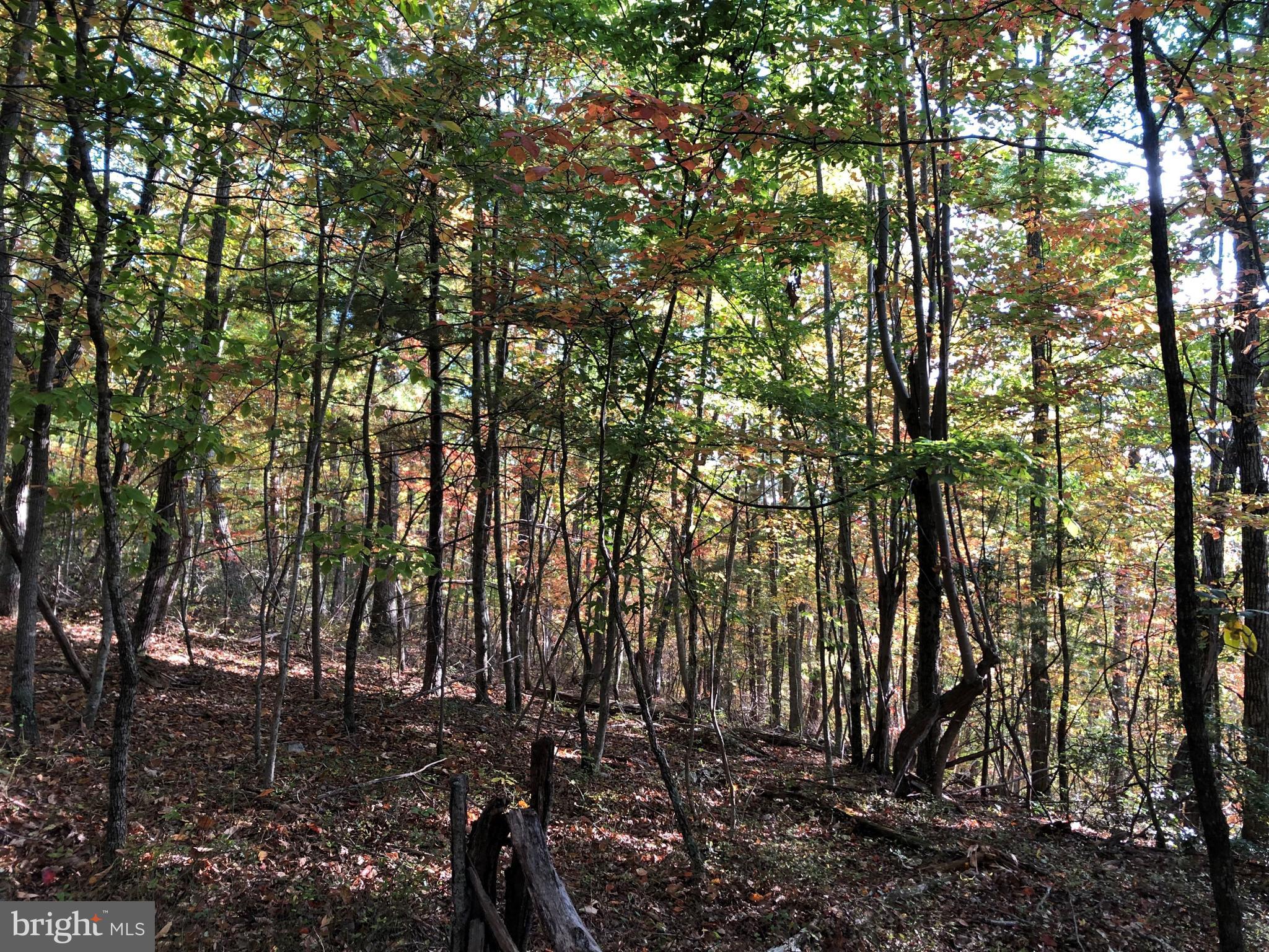 0 Higgs Road Northeast Willis, VA 24380 - Photo 22 of 29 a view of forest