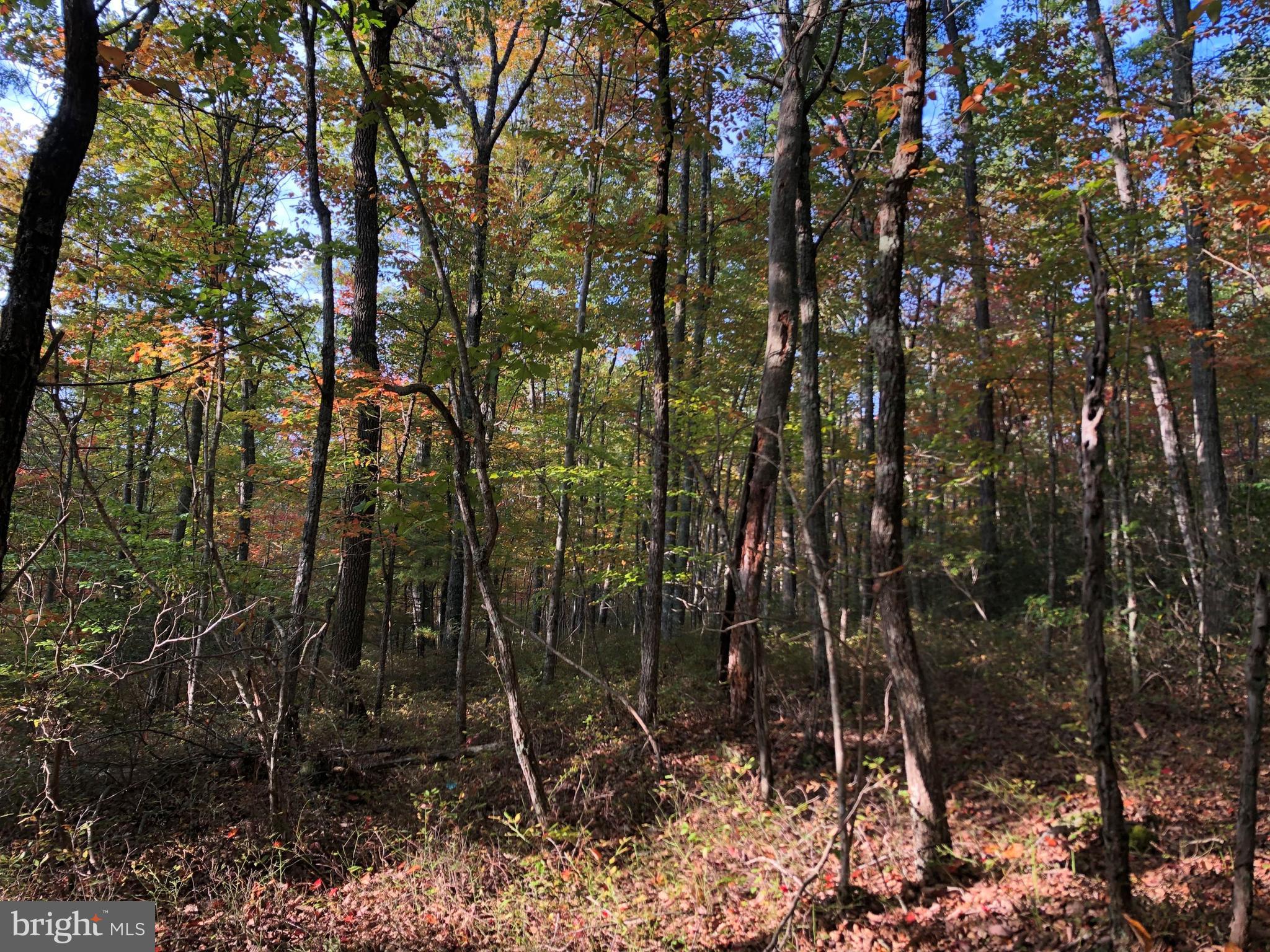0 Higgs Road Northeast Willis, VA 24380 - Photo 23 of 29 a view of forest