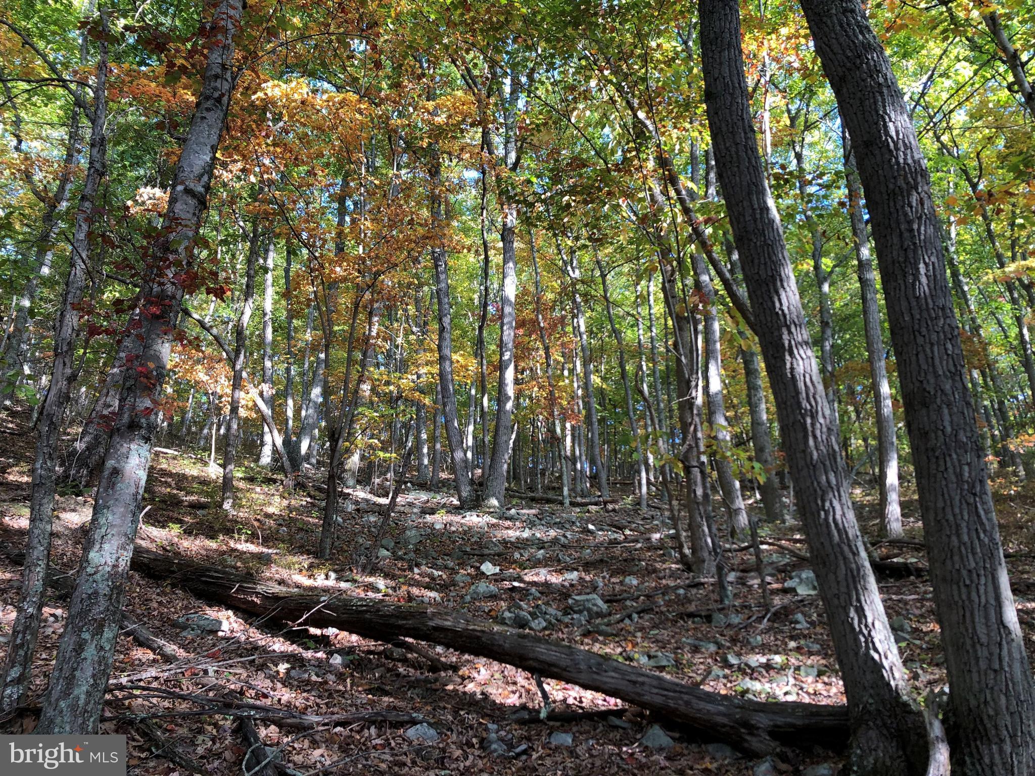 0 Higgs Road Northeast Willis, VA 24380 - Photo 24 of 29 a view of forest