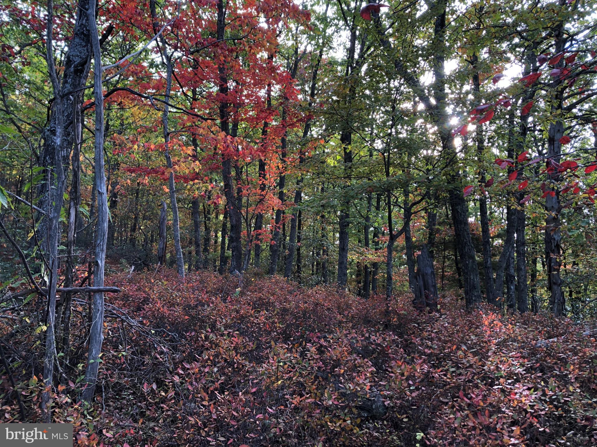 0 Higgs Road Northeast Willis, VA 24380 - Photo 25 of 29 a view of a forest with trees
