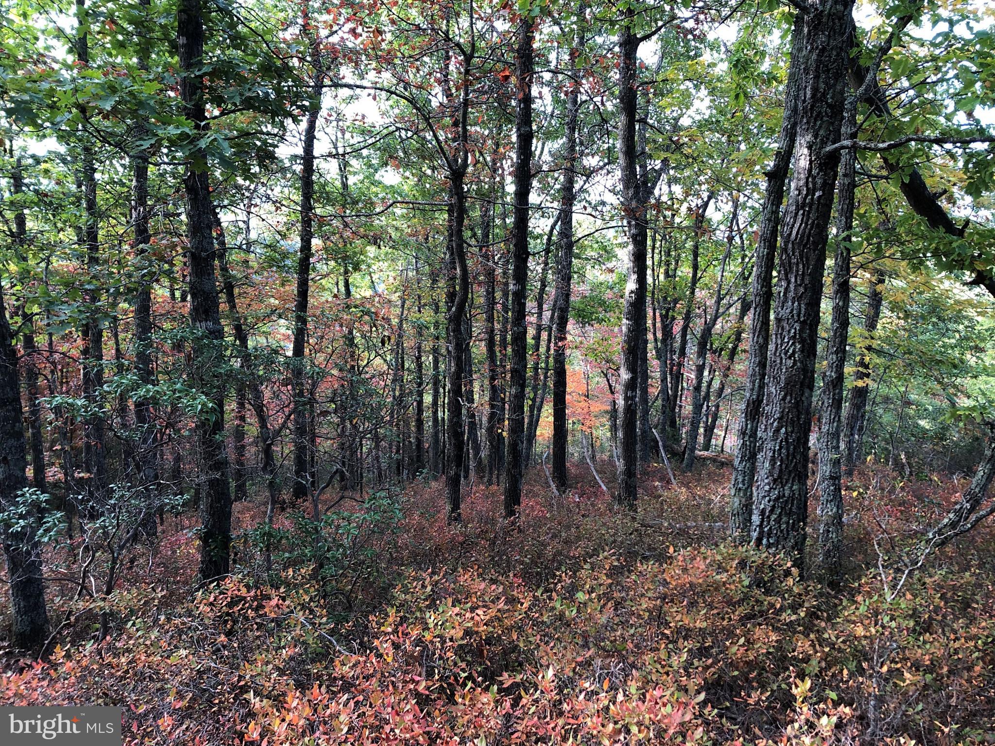 0 Higgs Road Northeast Willis, VA 24380 - Photo 26 of 29 a backyard of a house with lots of green space