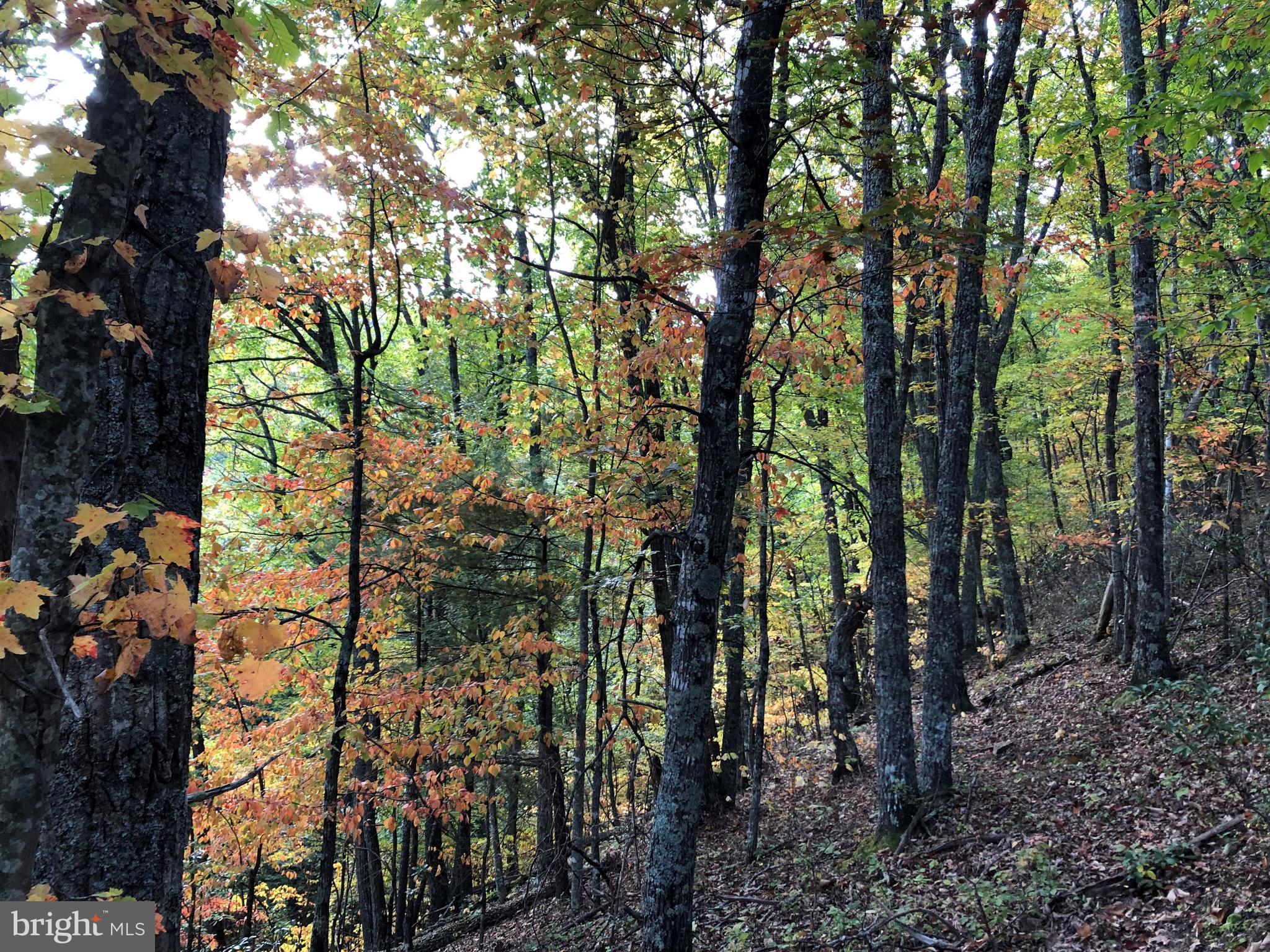 0 Higgs Road Northeast Willis, VA 24380 - Photo 28 of 29