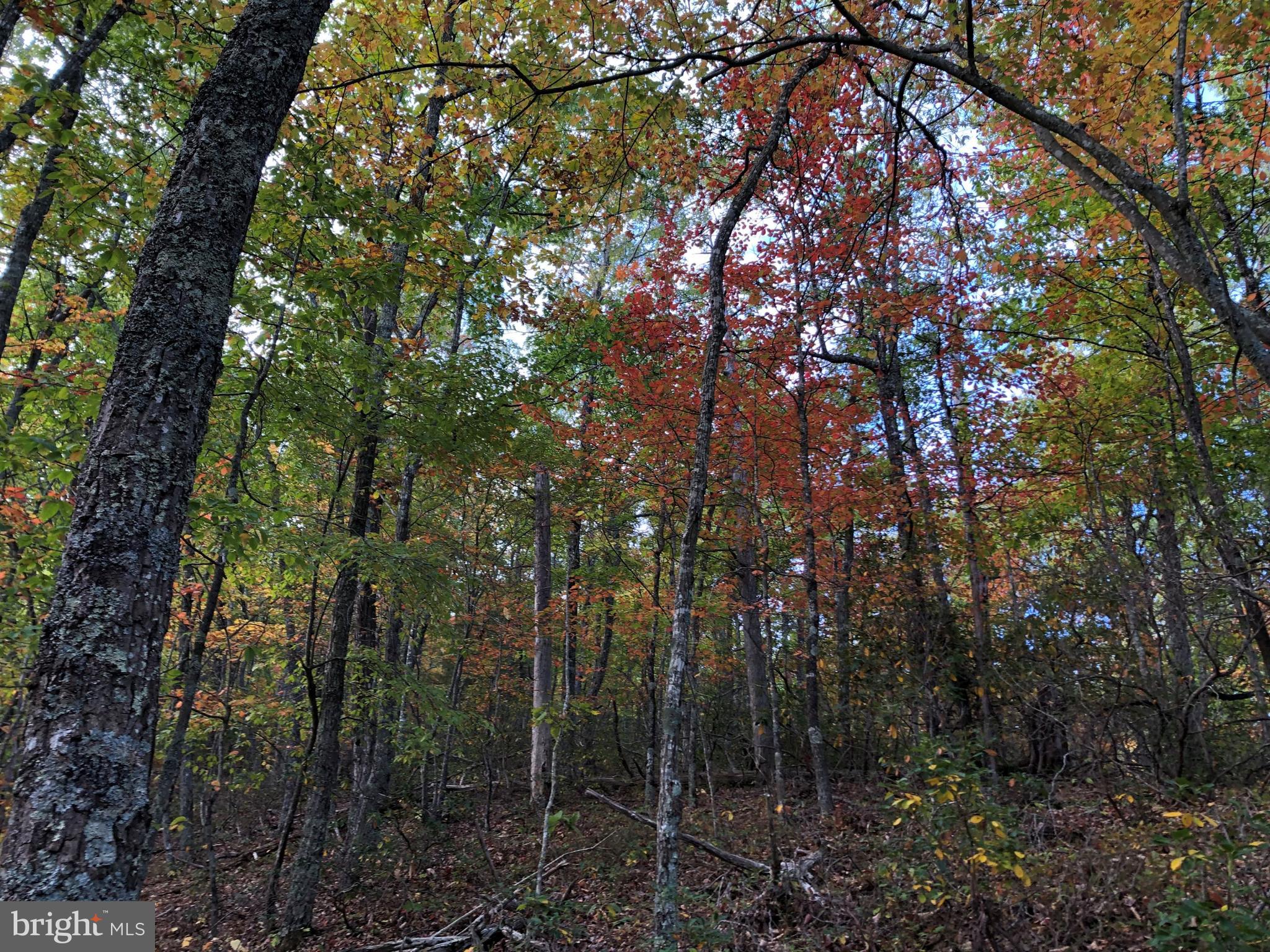 0 Higgs Road Northeast Willis, VA 24380 - Photo 29 of 29 a view of forest