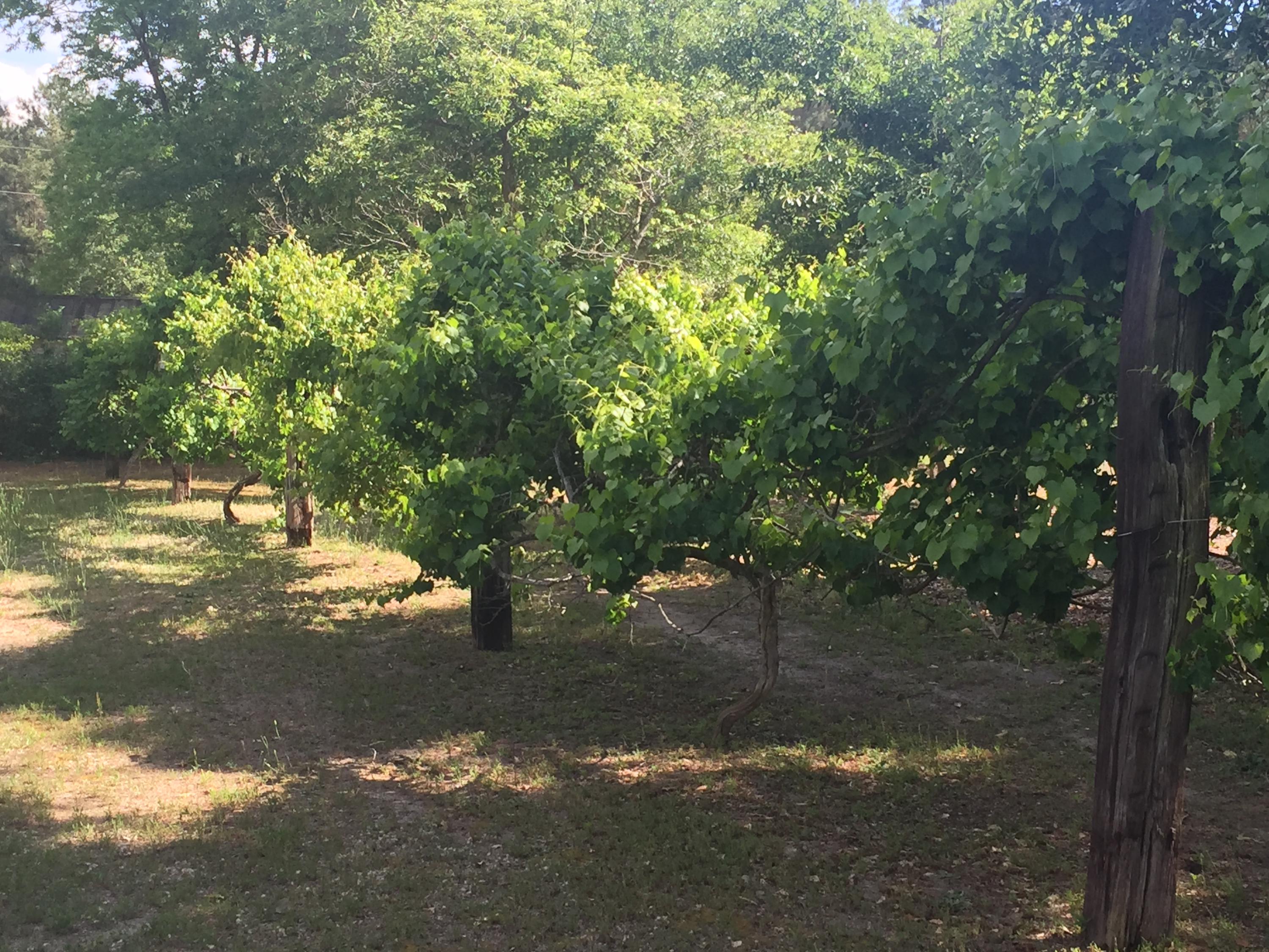 129 Parker Street Rockingham, NC 28379 - Photo 8 of 12 fruit trees