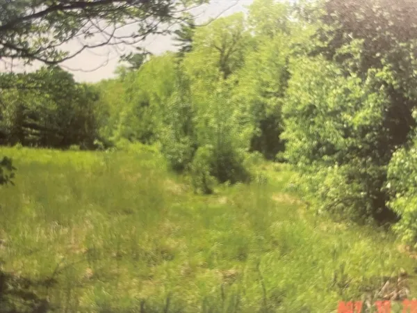a view of a forest that has large trees