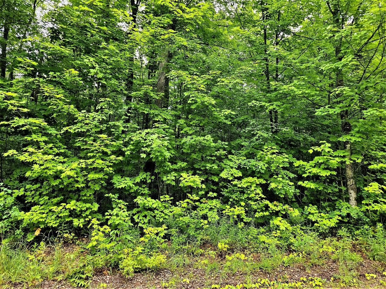 Lot 5 Lake Six Road Hurley, WI 54534 - Photo 12 of 13 Gallery Image 12