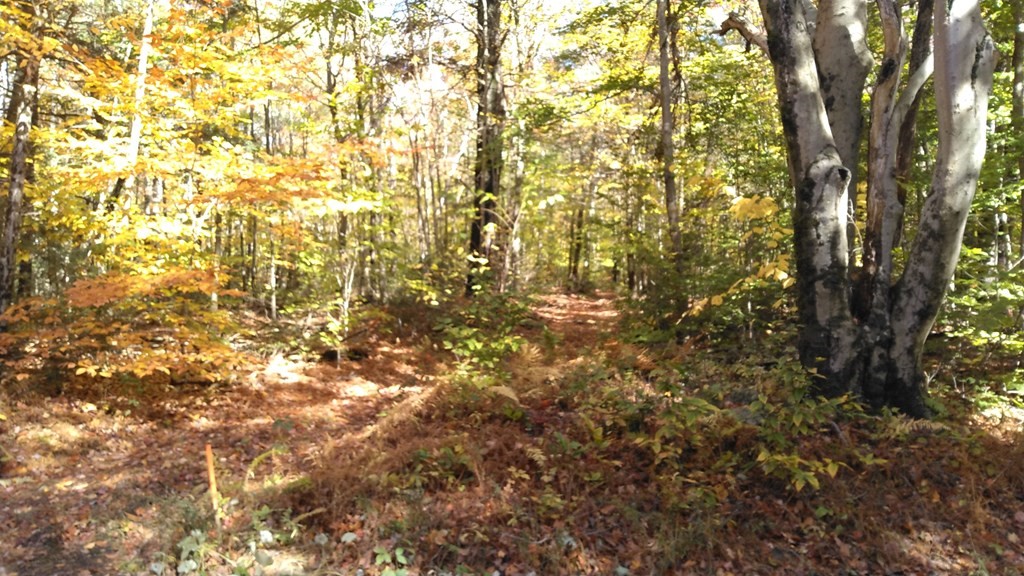 335 Hartland Road Tolland, MA 01034 - Photo 5 of 11 Gallery Image 5