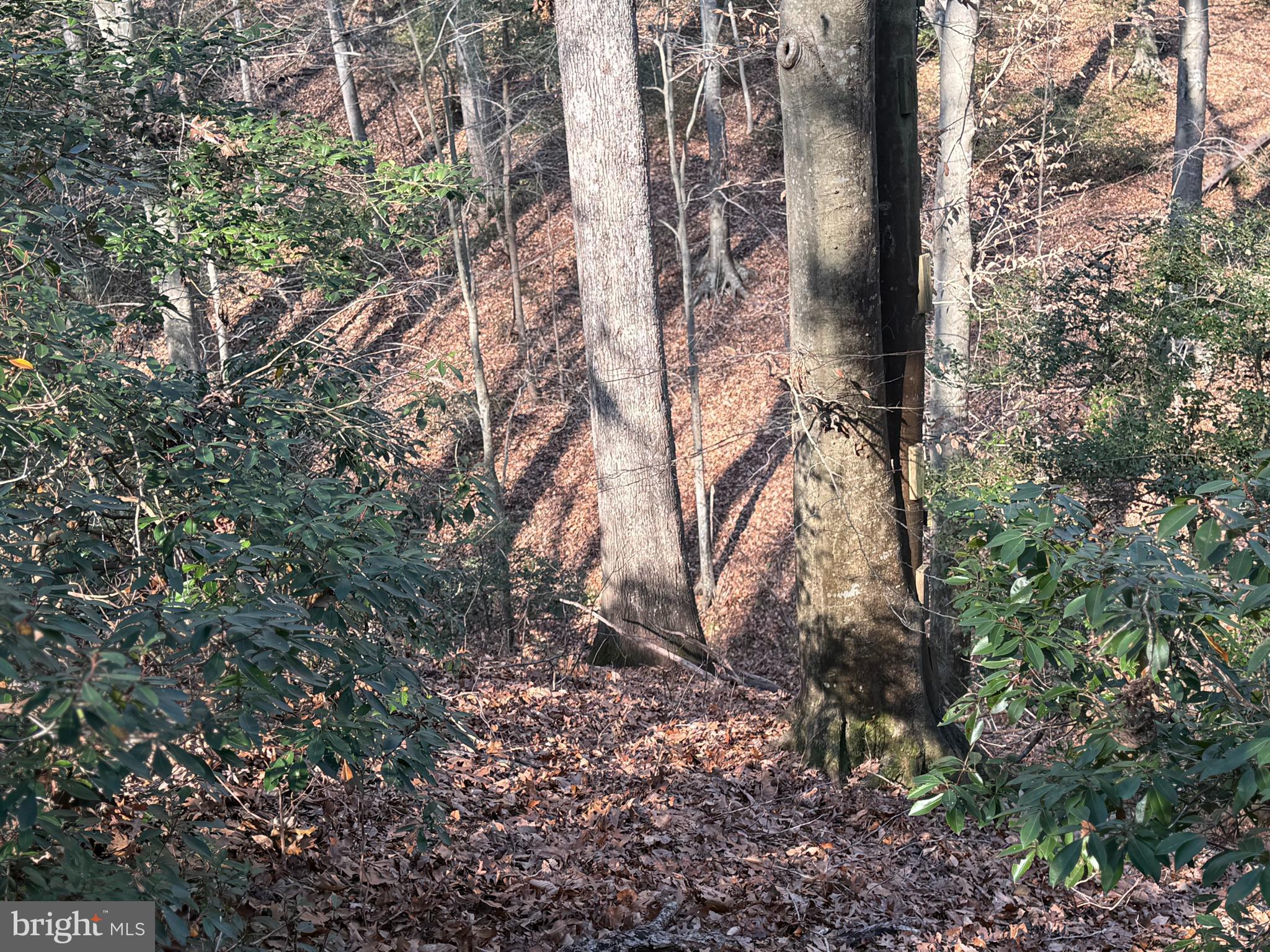 8272 Overlook Road Lusby, MD 20657 - Photo 4 of 6 a view of forest