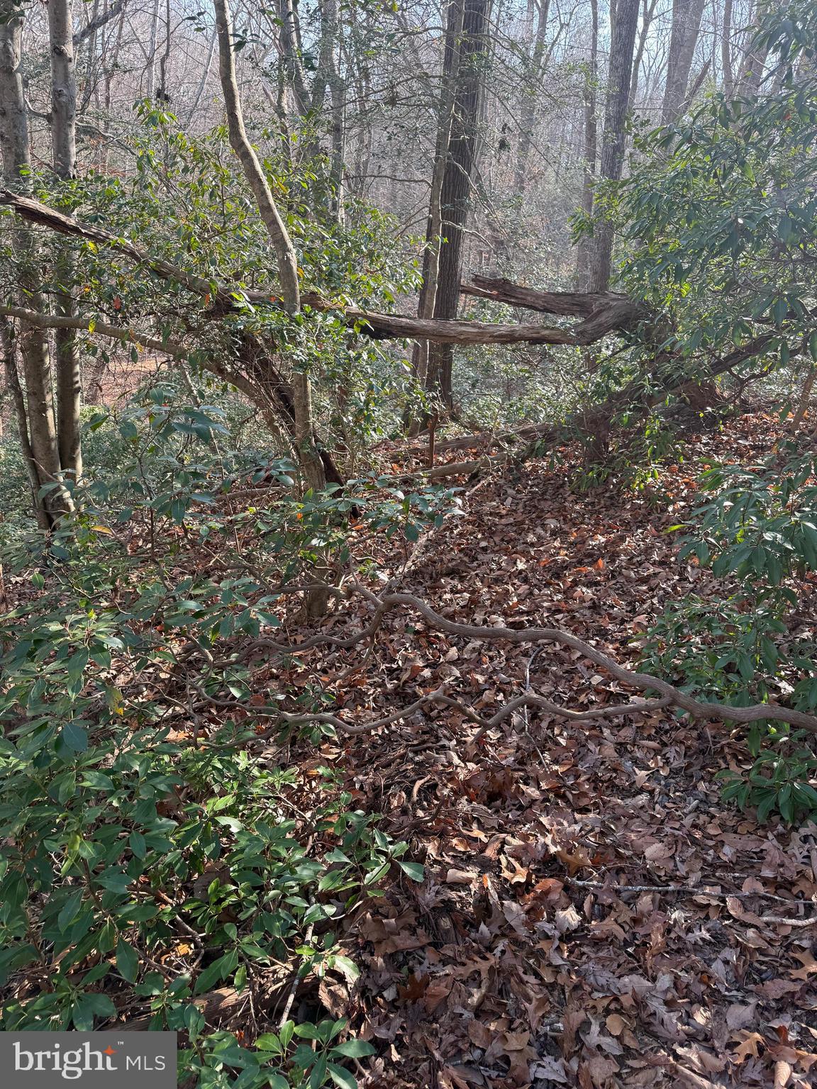 8272 Overlook Road Lusby, MD 20657 - Photo 5 of 6 a view of a backyard of the house