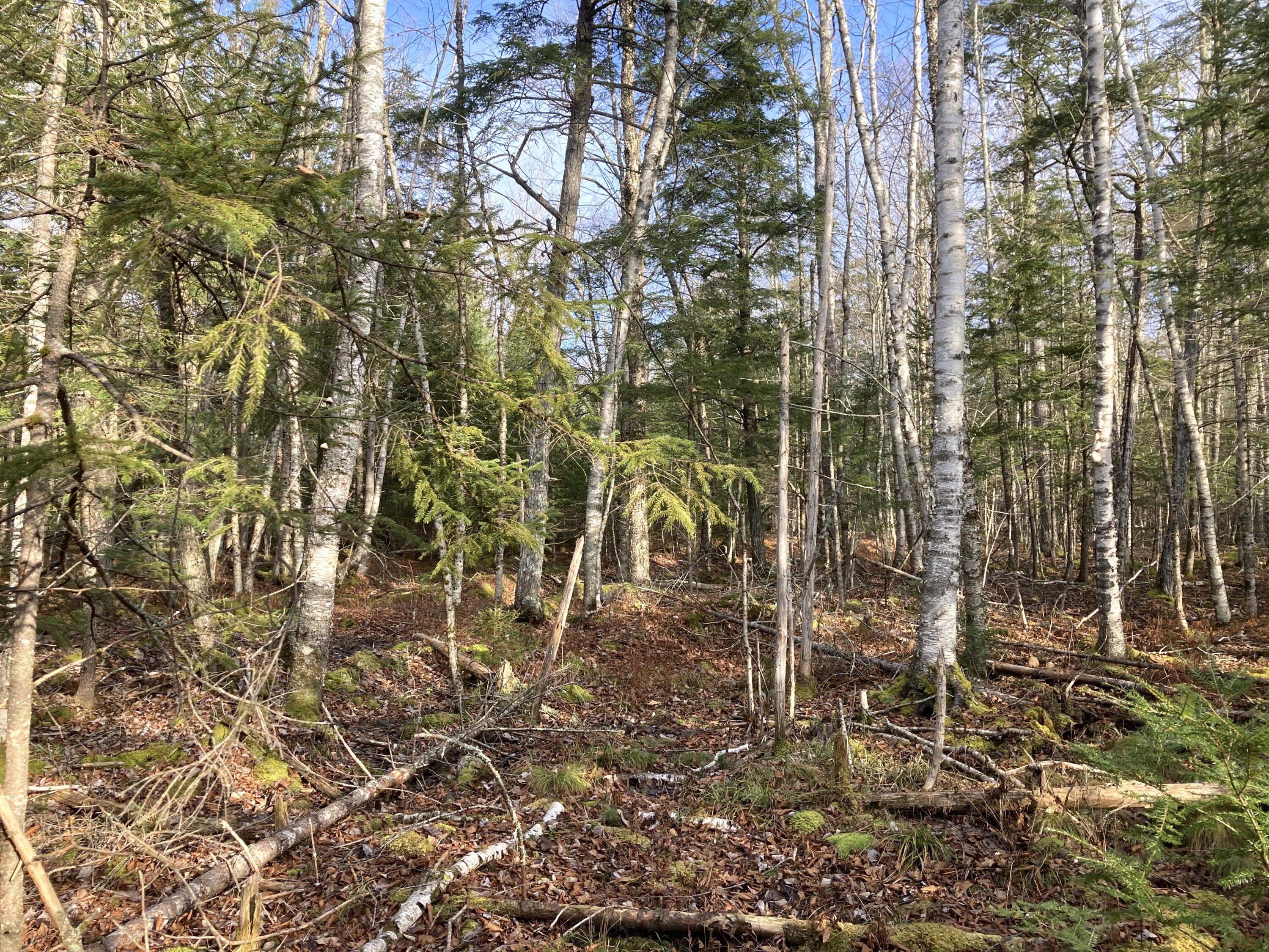 2-l 57 Off Muzzy Ridge Searsmont, ME 04973 - Photo 4 of 5 IMG_6256