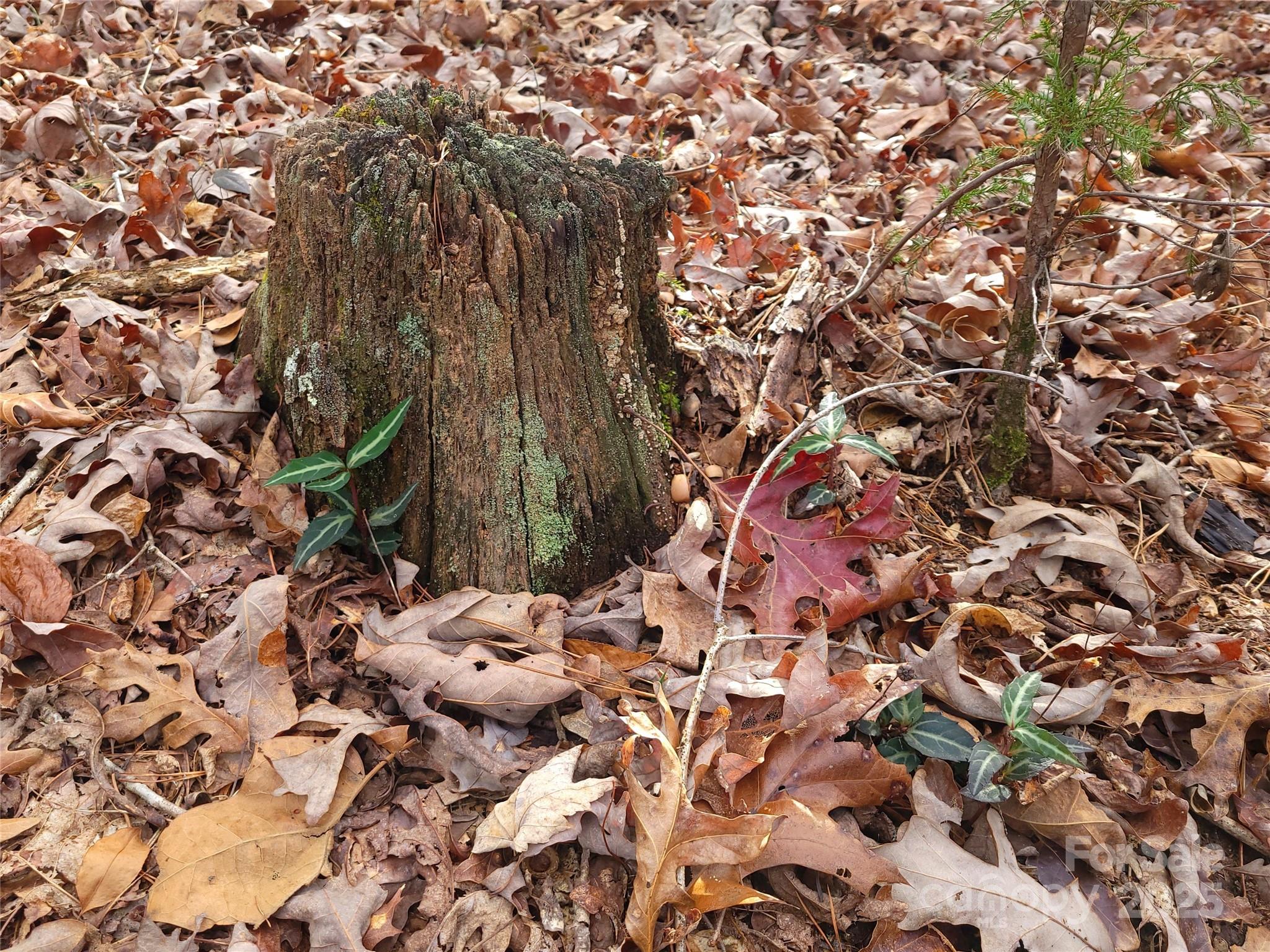 0 Skylark Lane, Unit 8 Tryon, NC 28782 - Photo 14 of 15 a backyard of a house