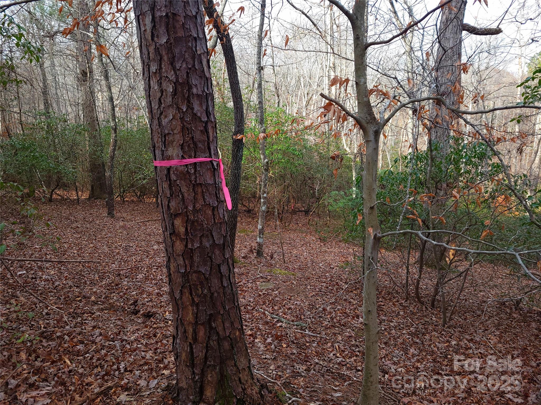 0 Skylark Lane, Unit 8 Tryon, NC 28782 - Photo 5 of 15 a view of a yard with a tree