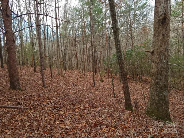a view of outdoor space with lots of trees