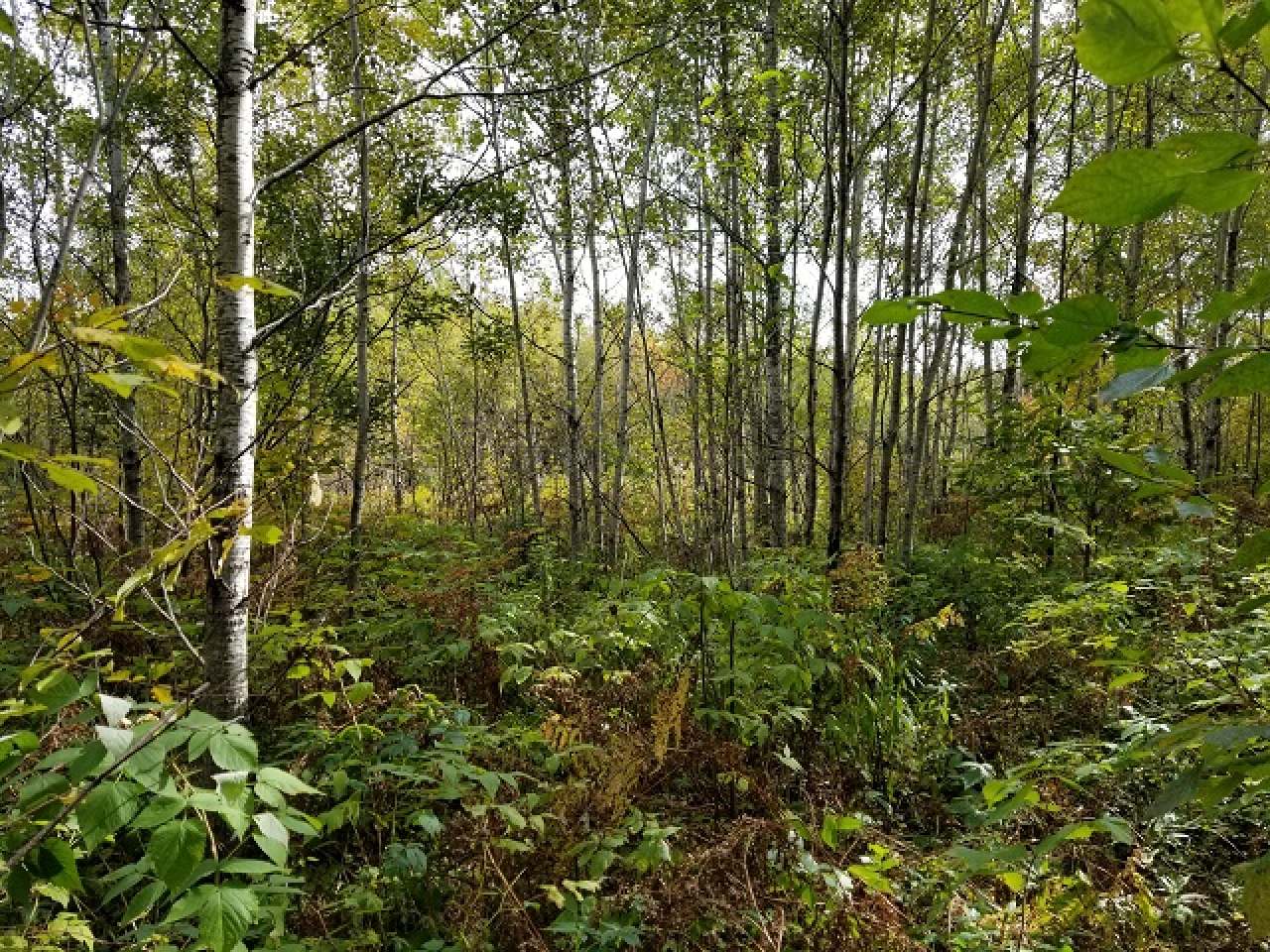 Lot 22 Three Ten Road Mercer, WI 54547 - Photo 14 of 14 Gallery Image 14